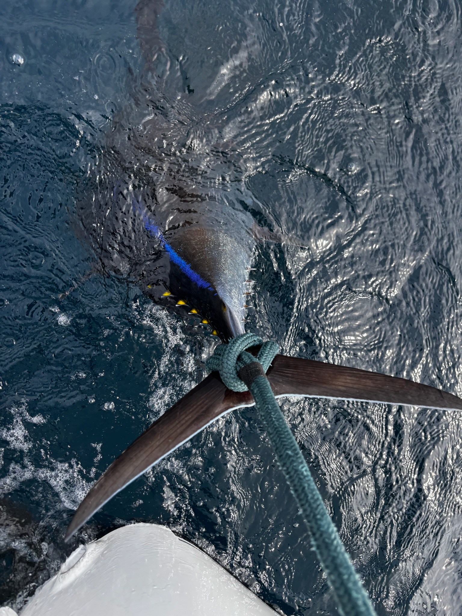 Diver with two tautog and speargun