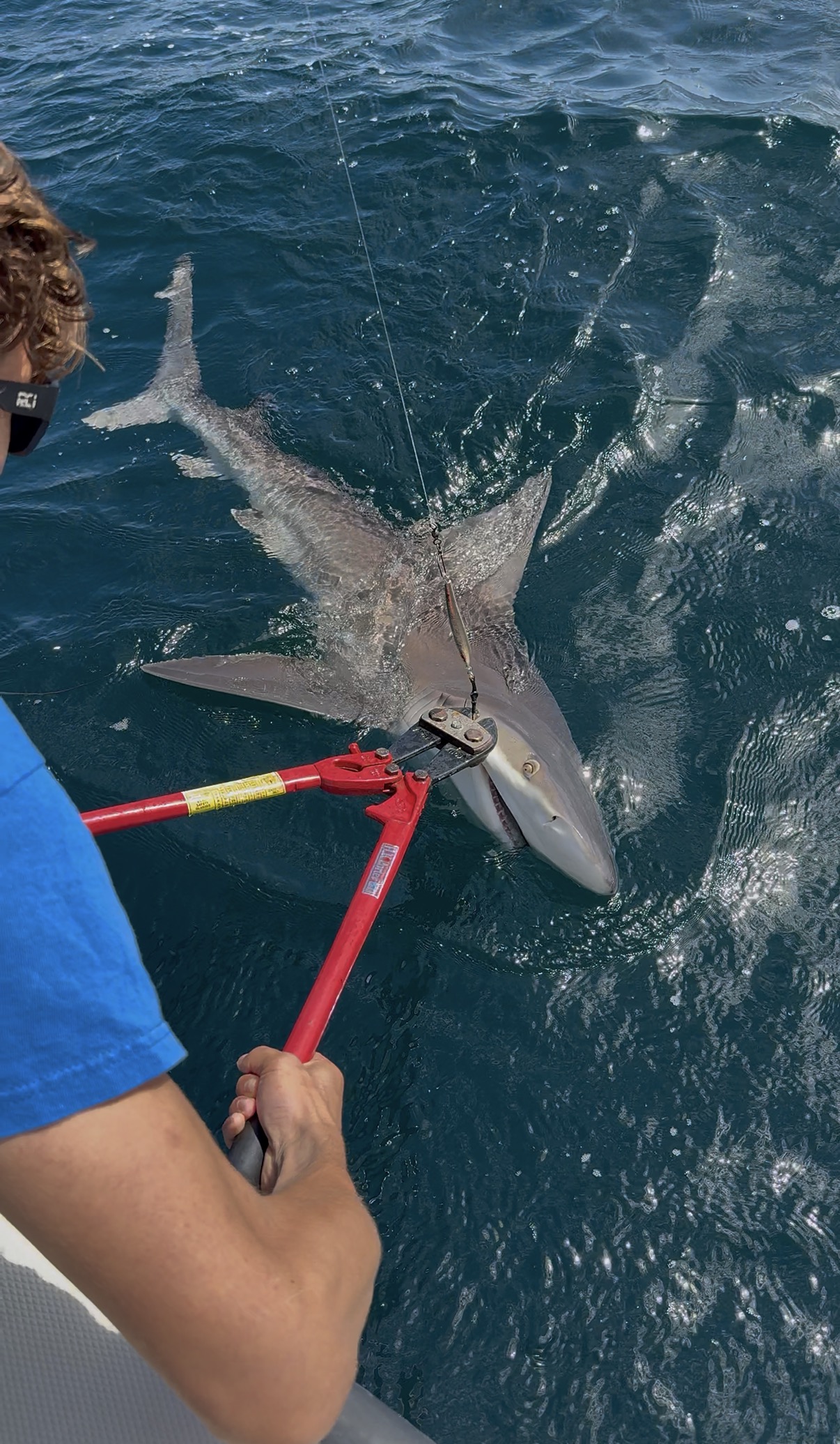 Shark release with bolt cutters from boat
