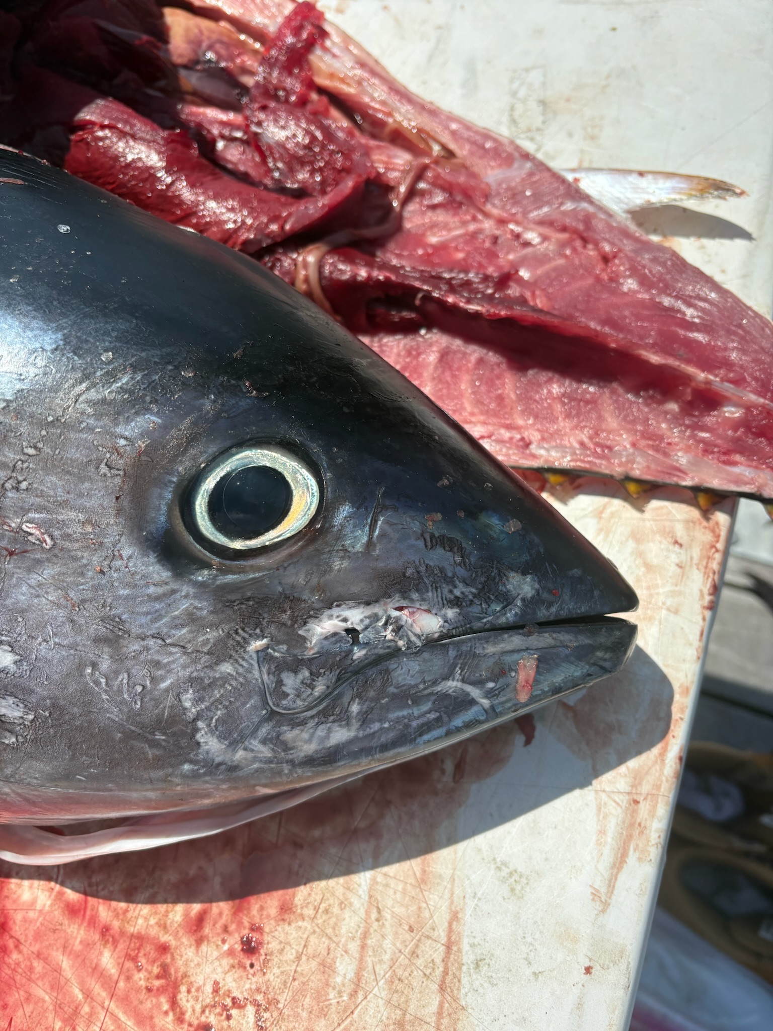 Tuna head closeup on cutting board being butchered