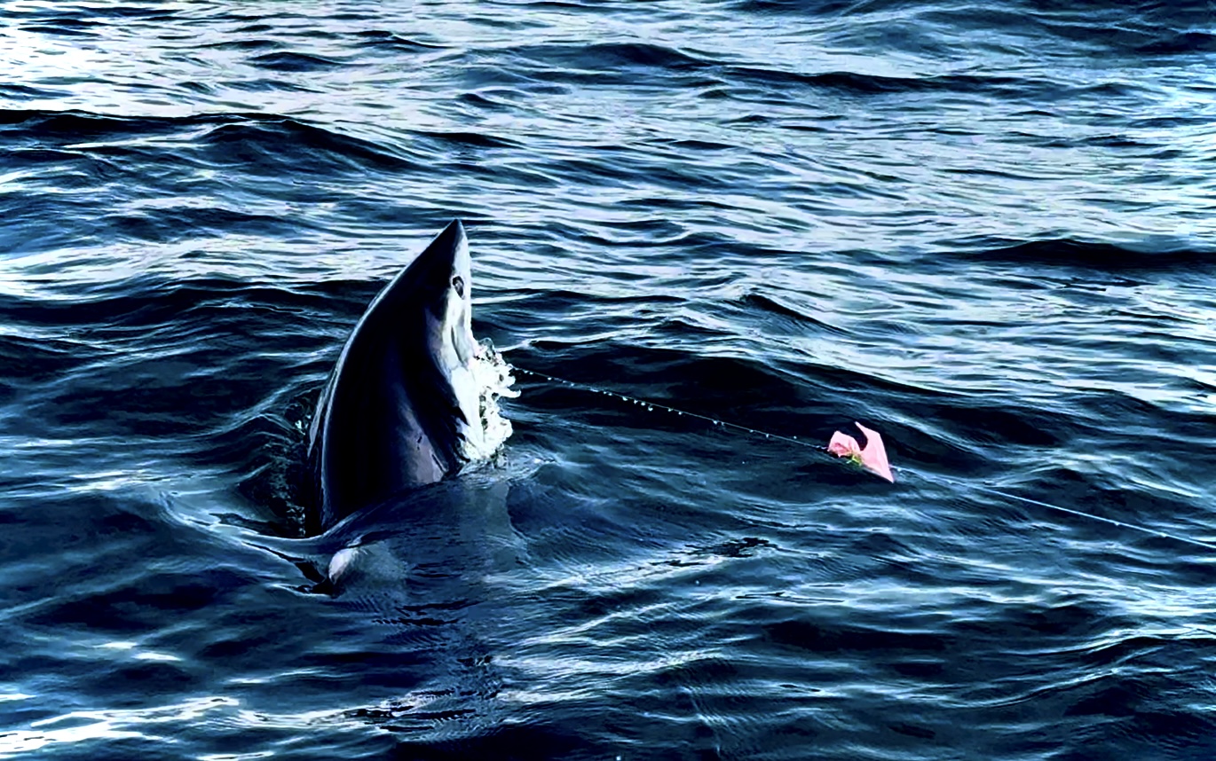 Shark breaking the surface beside the boat